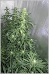JDC3 FLO61 Flo120005