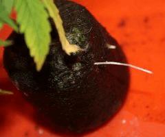 JDC3 Bout1O 03