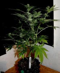 Cheese JDC3 FLO37 26
