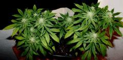 blueberry JDC3 FLO37 06