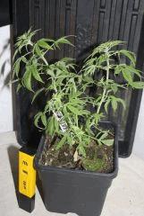JDC3 FLO30 25