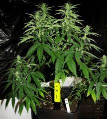 JDC3 FLO30 07