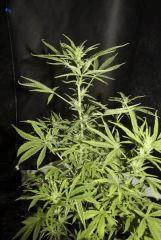 JDC3 FLO30 24