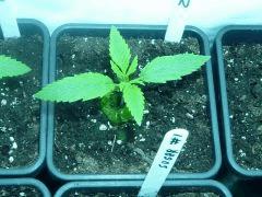 JDC 3 Cro13 05