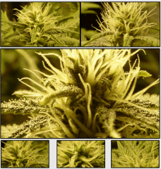 10 macro 3   Copy