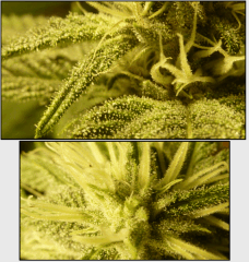 11 macro 4   Copy