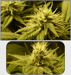 9 macro 2   Copy