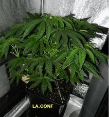 17 LA C