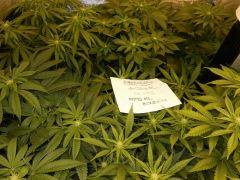 3 REGLMT