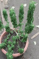 zamal A soif