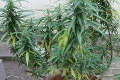 feuilles jaunes 02