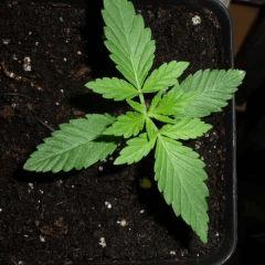 Moby Dick c+15
