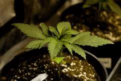 skunk#1 cro+13