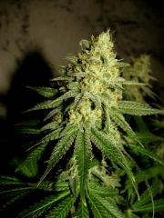 flo+48 skunk#1