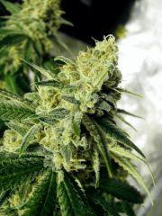 flo+48 skunk#1