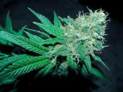 flo+48 skunk#1