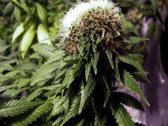 fasciation white diesel flo+50