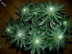 white diesel flo+32