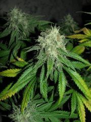 flo+48 white diesel