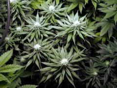 flo+30 white diesel