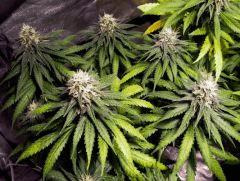 white diesel phéno lent flo+44