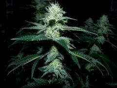 skunk#1 flo+32