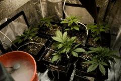 palissage cro+18