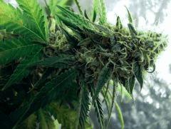 skunk#1 flo+44