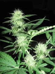 critical (outdoor) cro+0 flo+52