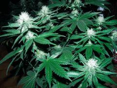 skunk#1 flo+32