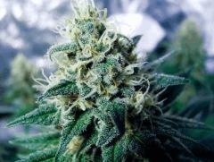 skunk#1 flo+44