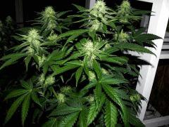 skunk#1 flo+32