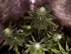 flo+30 skunk#1