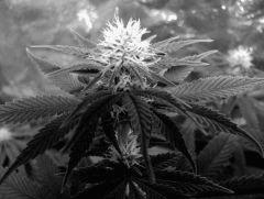 flo+21 bud de skunk