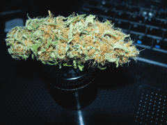 smoke test white diesel