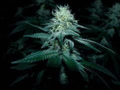 skunk#1 flo+32