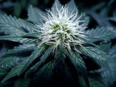 bud skunk#1 flo+26