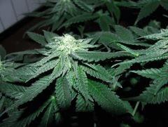 white diesel flo+32