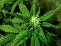 flo+21 bud de white diesel