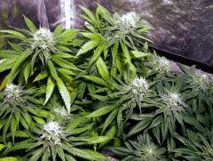 skunk#1 flo+44