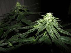 white diesel flo+32