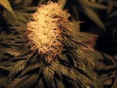 fasciation white diesel flo+44