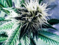 skunk