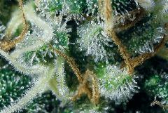 trichromes skunk#1 flo+44