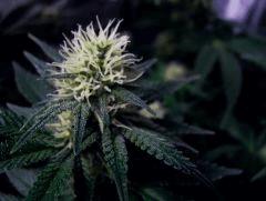 bud white diesel flo+26