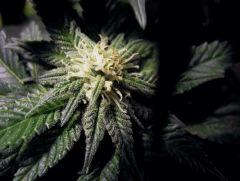 flo+30 oxydation des pistils white diesel