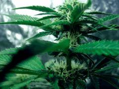 skunk#1 flo+26
