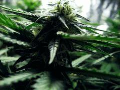flo+30 skunk#1