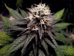 flo+41 white diesel