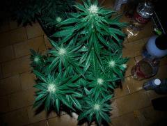 skunk#1 flo+32